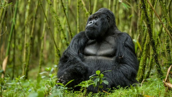 Uganda Gorilla Safari