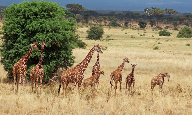 Aberdare National park