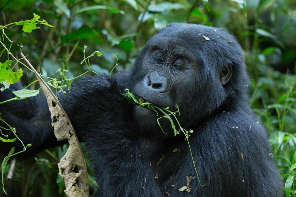 3 Days Gorilla Flying Safari