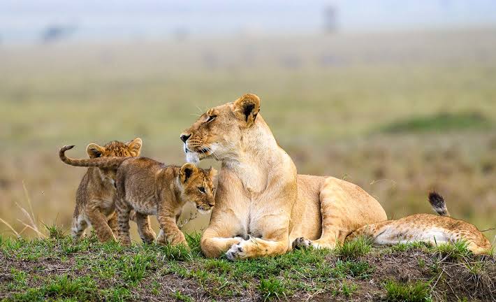 Maasai Mara National Reserve