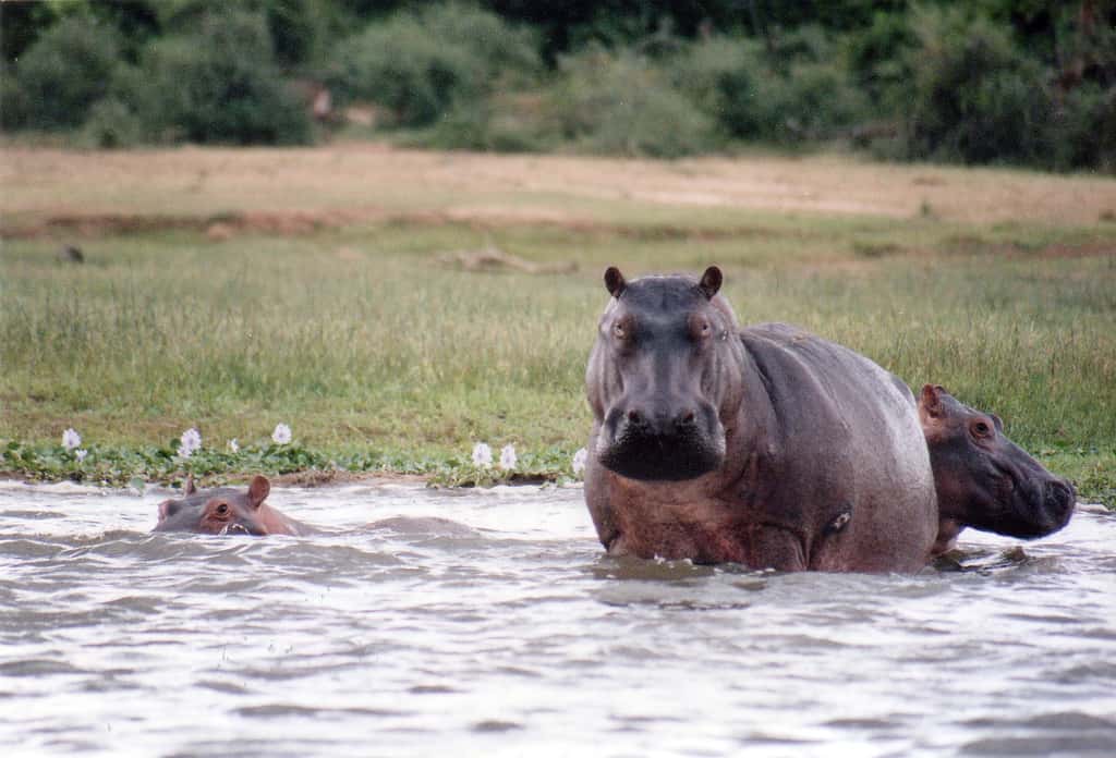 Murchison Falls Safari