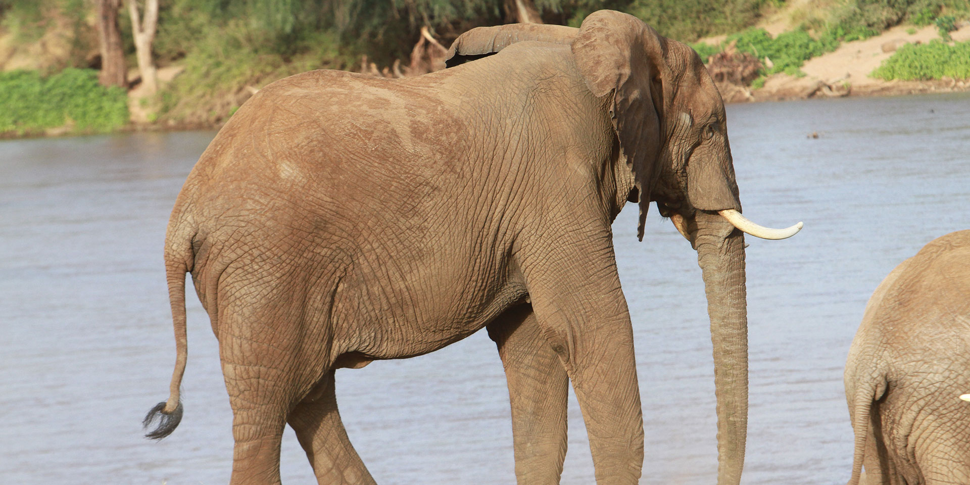 samburu national reserve