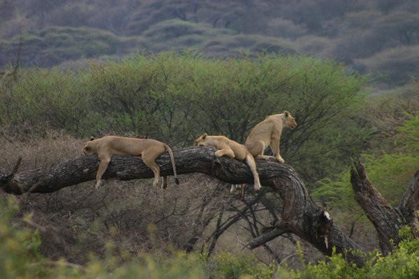 Lake Manyara National Park