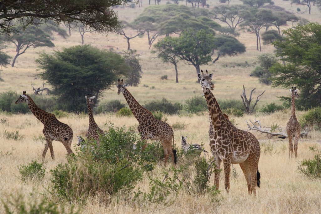 Tarangire National Park