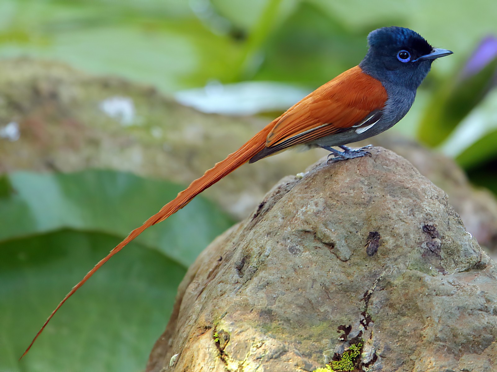 African paradise flycatcher