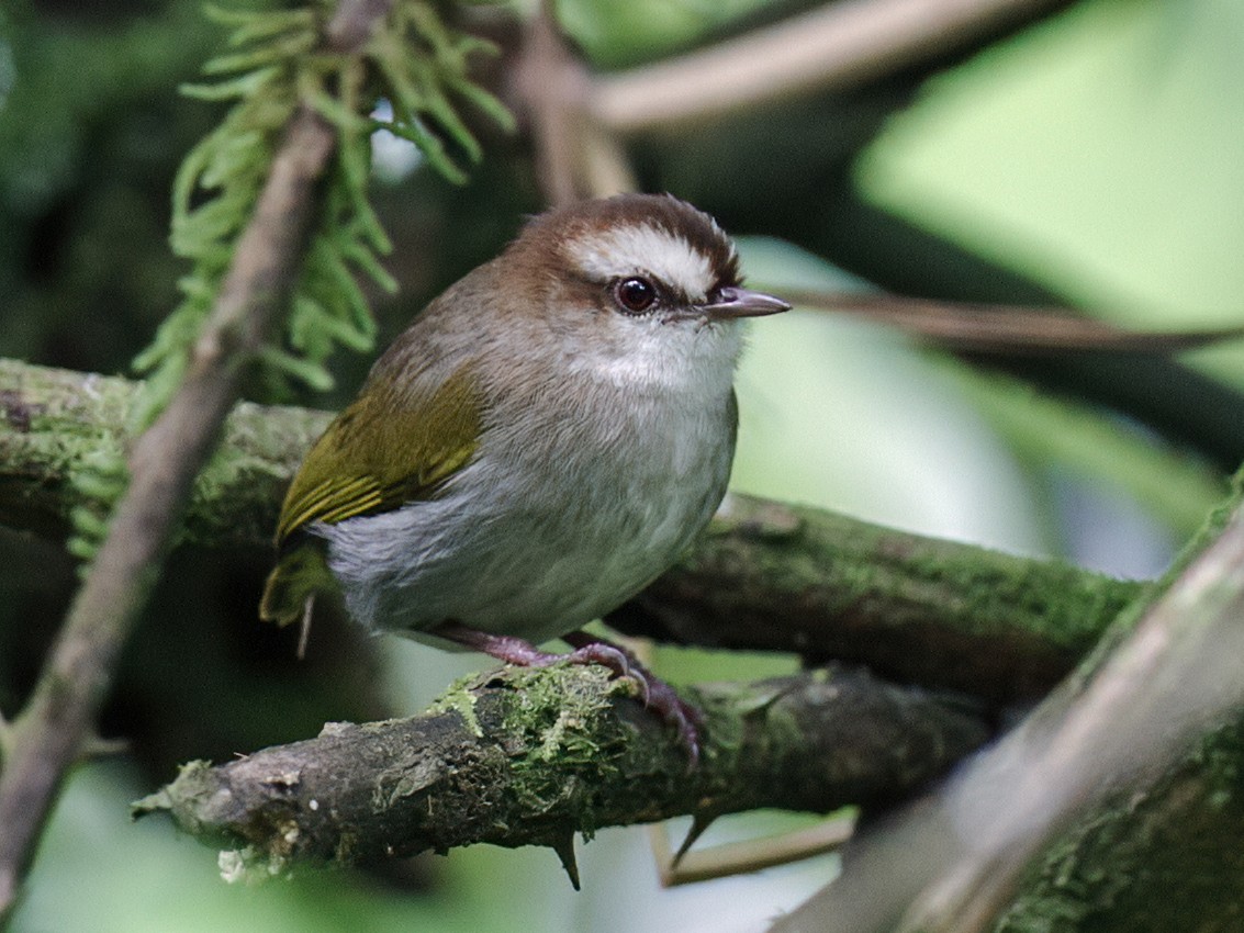 White-browed Crombec | Bird watching in Uganda