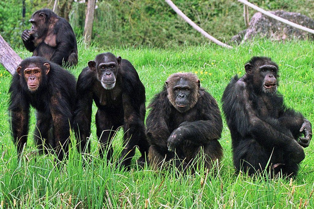 Gombe Stream National Park