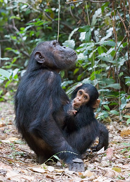 Gombe Stream National Park