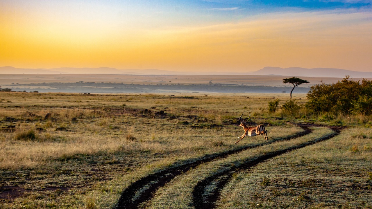 Discover Africa's best multi-country safaris. Explore top 10 tours & packages covering 9 countries, wildlife, culture & landscapes. Expert guides & unforgettable experiences.