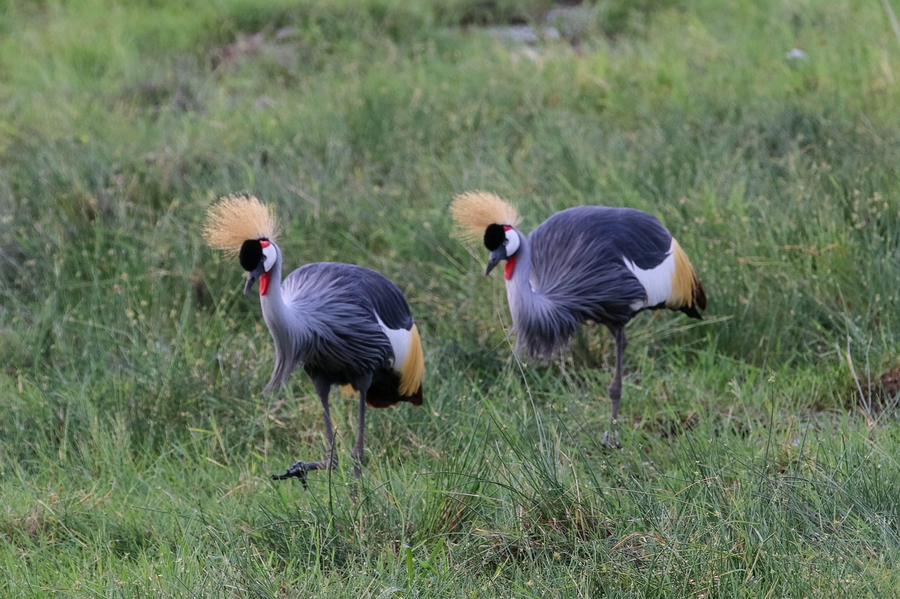 Amboseli National Park