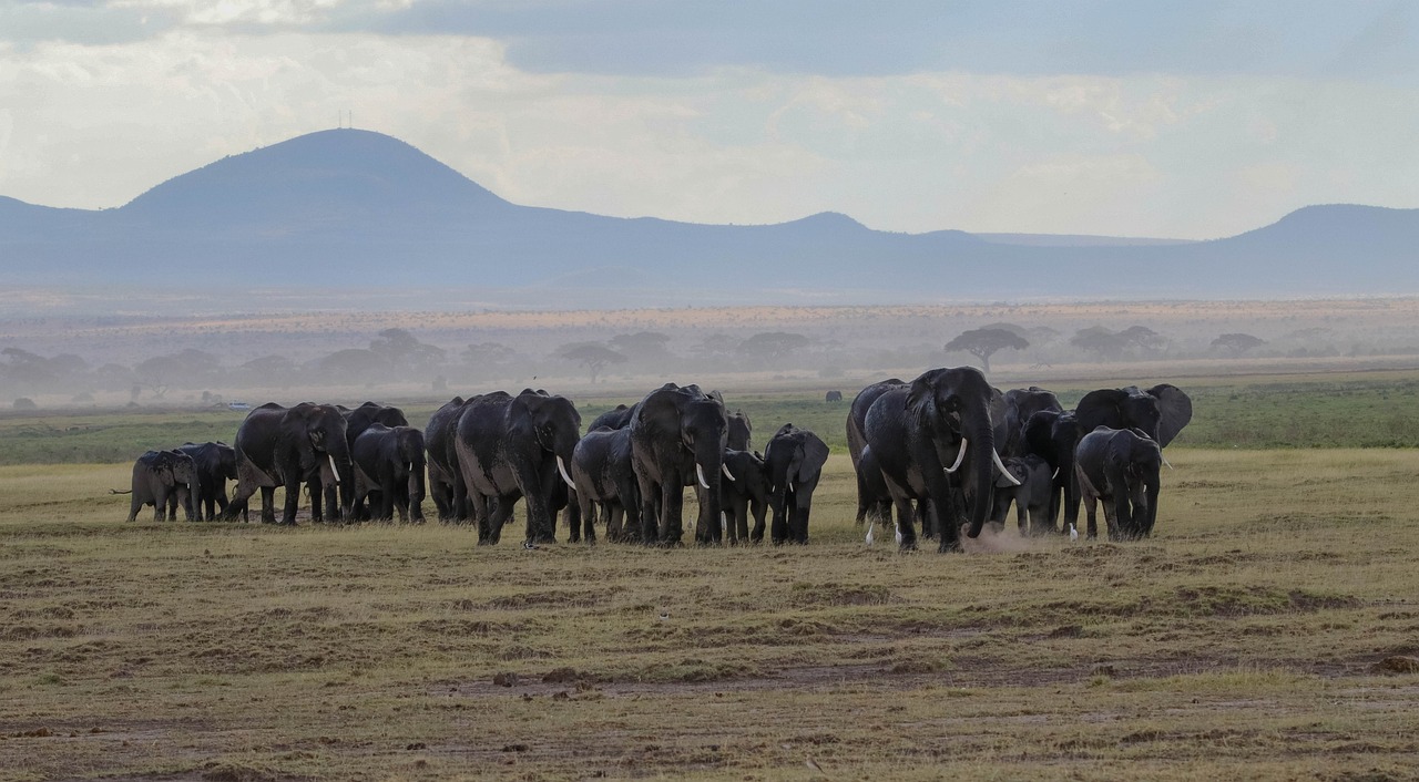 Ruaha National Park elephants