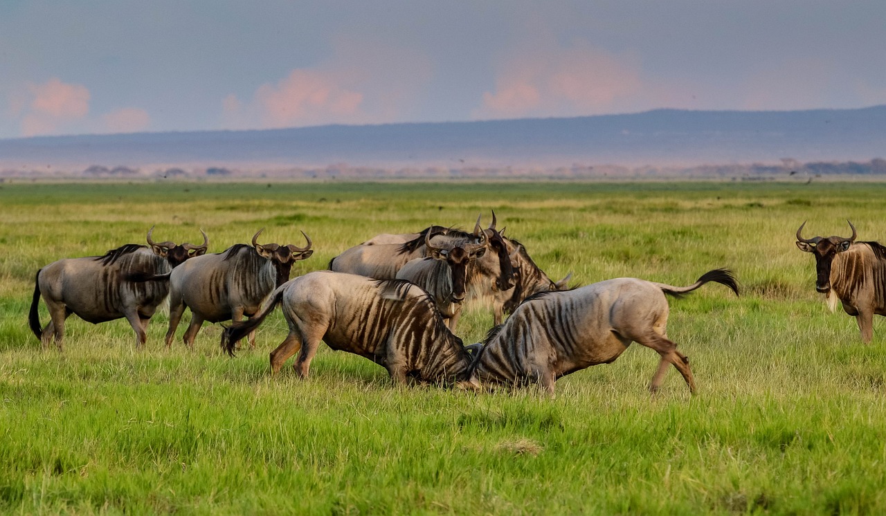 Wildebeest (Gnu): The Great Migration