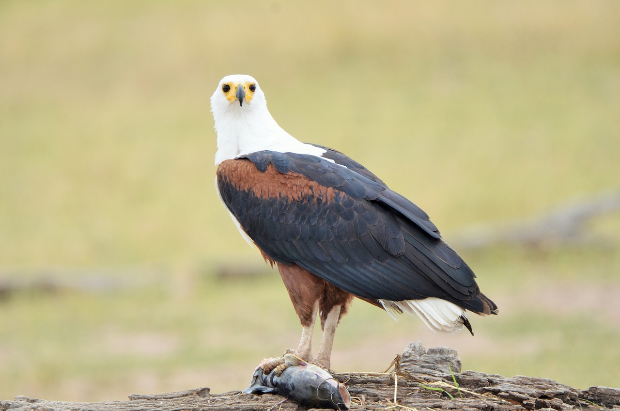 fish eagle 