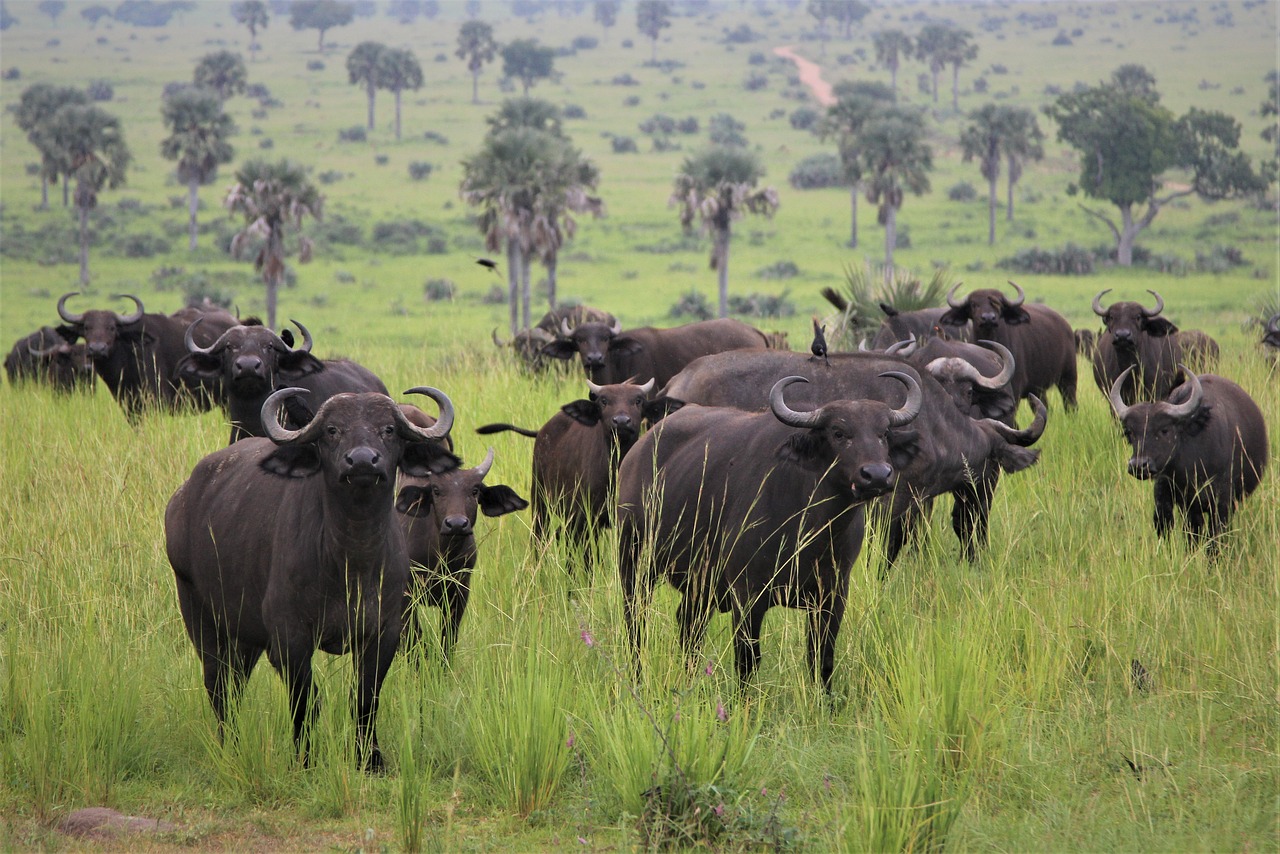 Murchison Falls National Park, Uganda