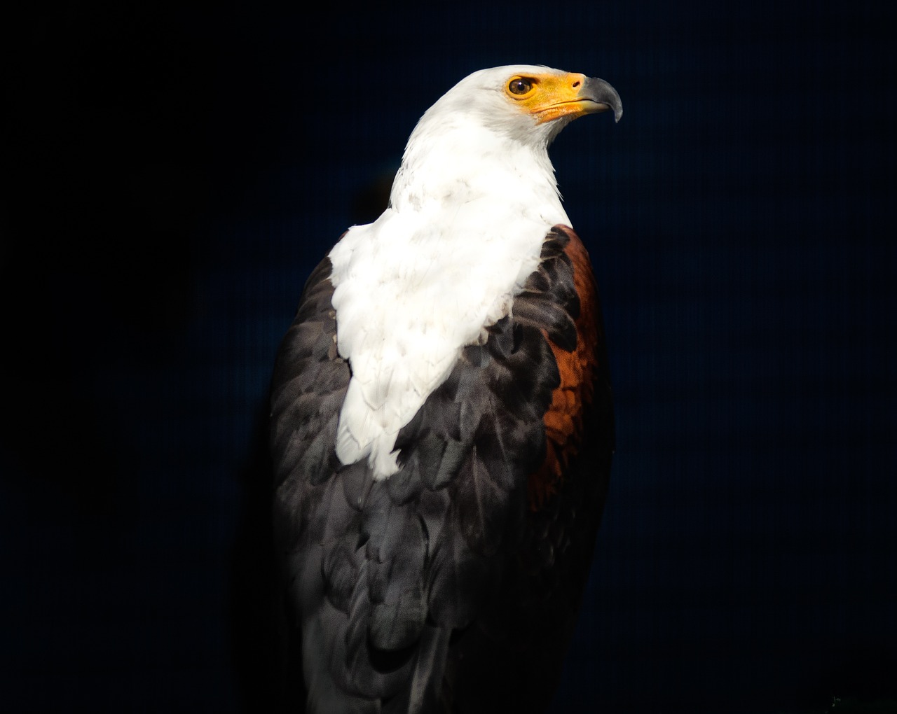 African fish eagle