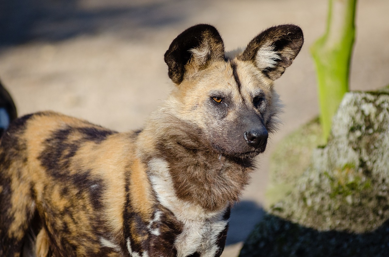 African Wild Dog: The Elusive Predator