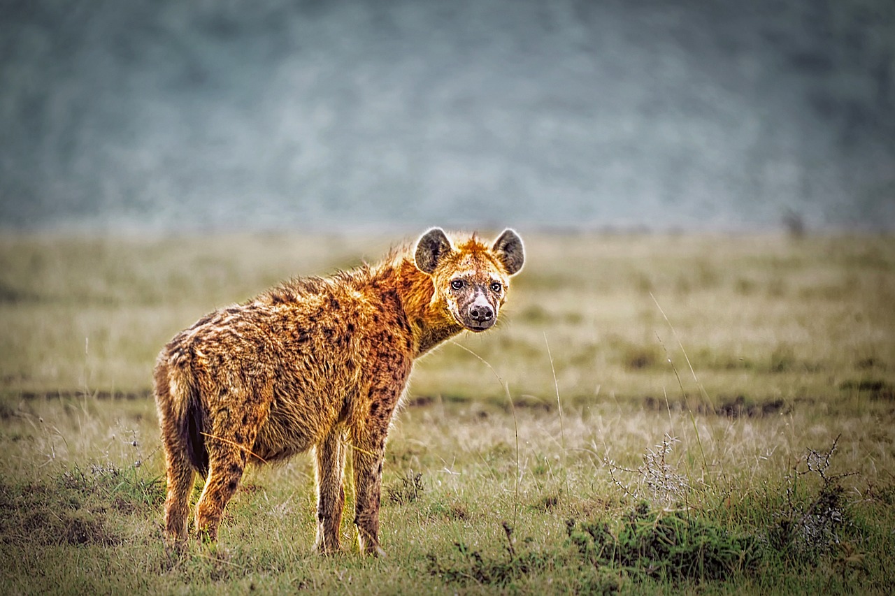 Hyena: The Misunderstood Predator