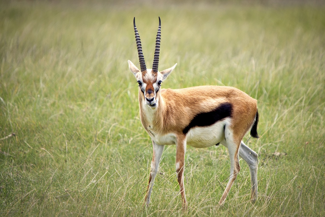 Gazelle: The Swift and Agile Antelope