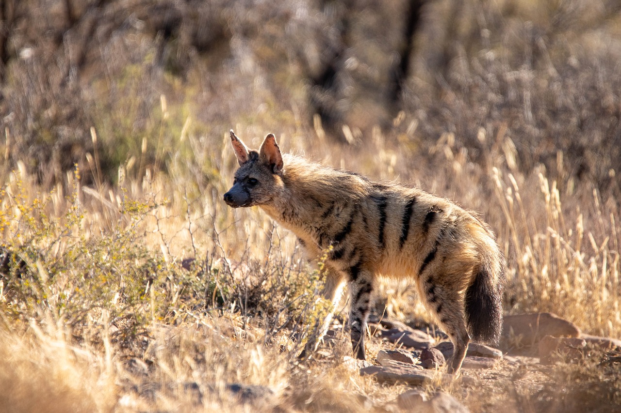 Aardwolf: A Unique and Fascinating Nocturnal Mammal