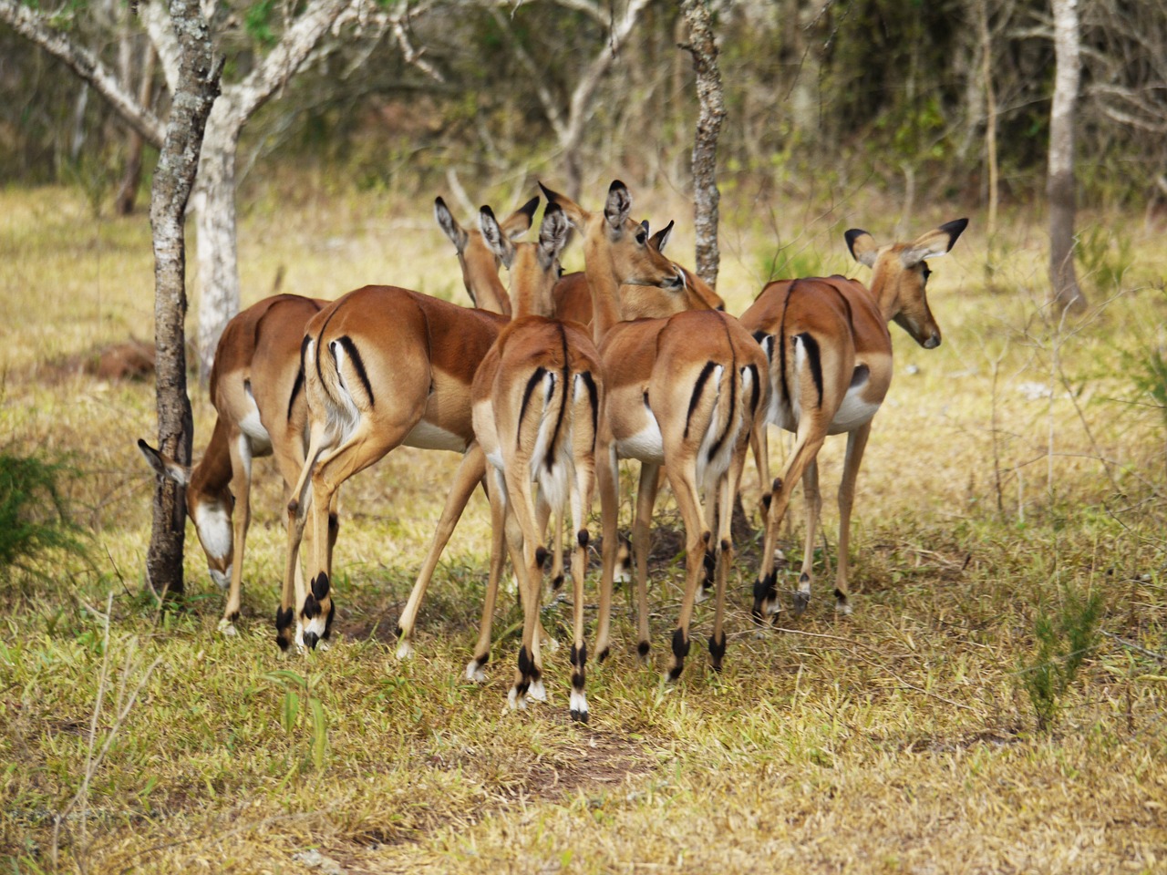 Game Drive