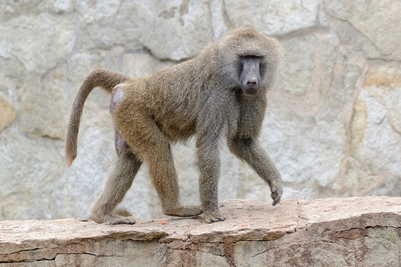 Baboon: A Highly Intelligent and Social Primate