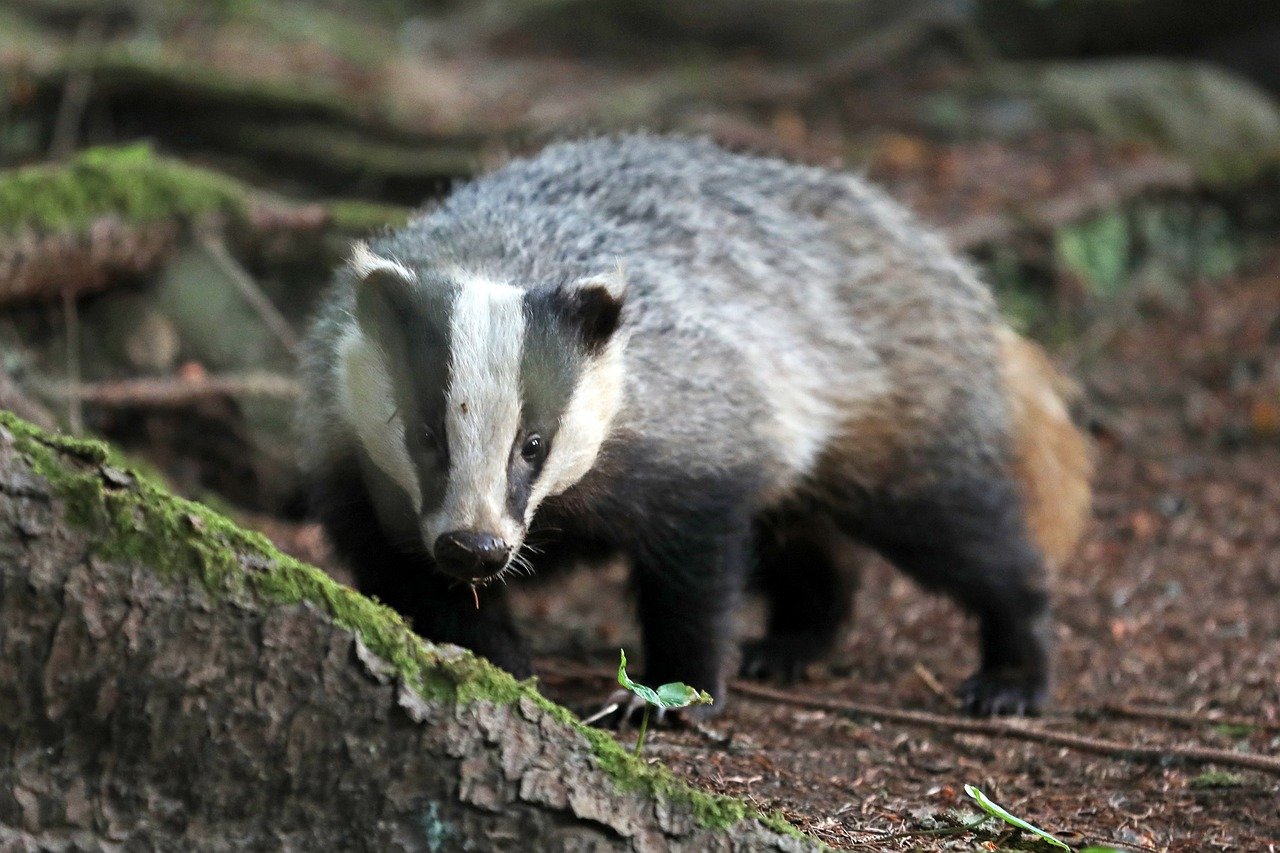 Honey Badger: A Small but Fierce Mammal