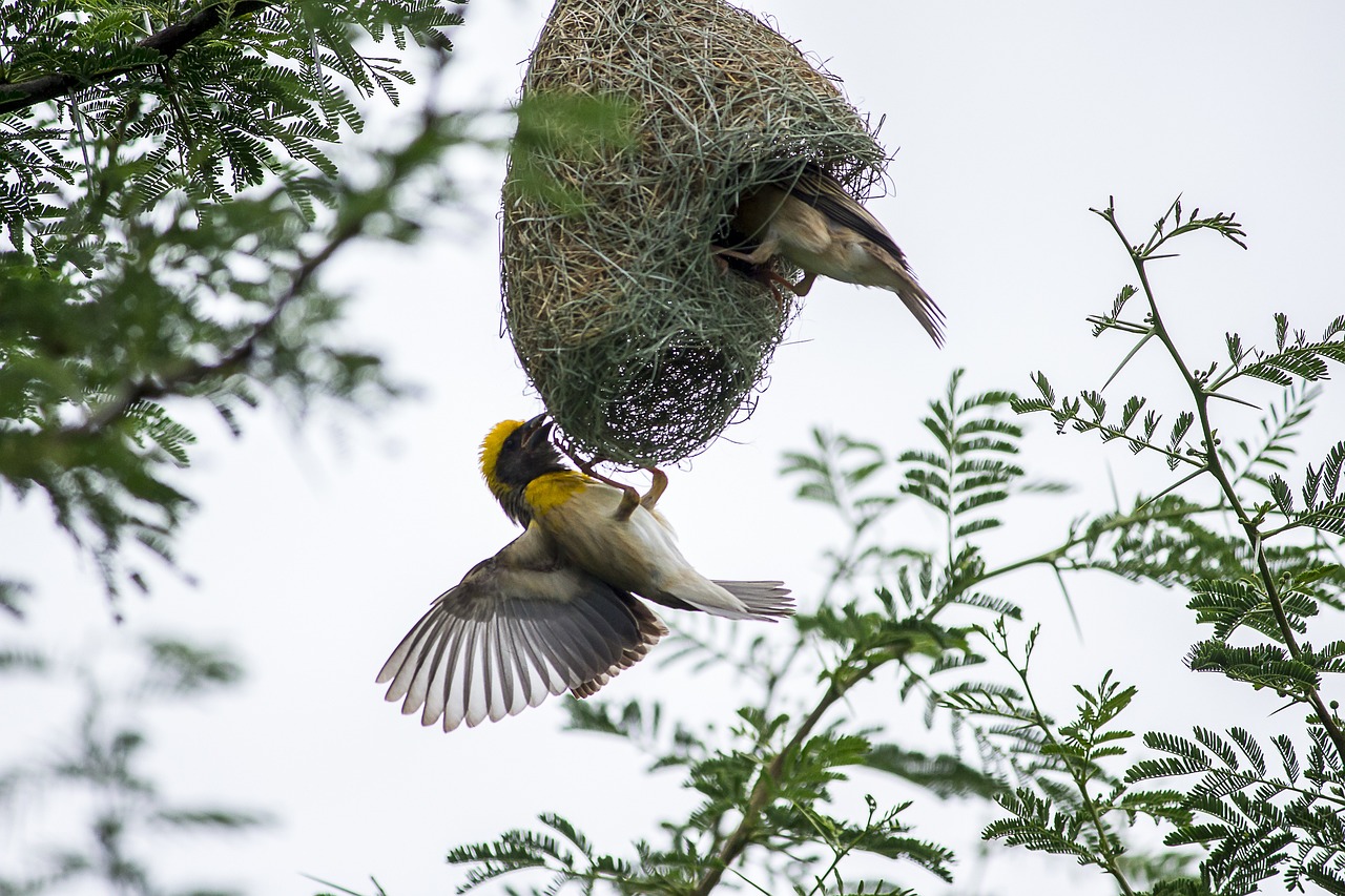 Buffalo Weaver: A Social Bird with Unique Nesting Behavior