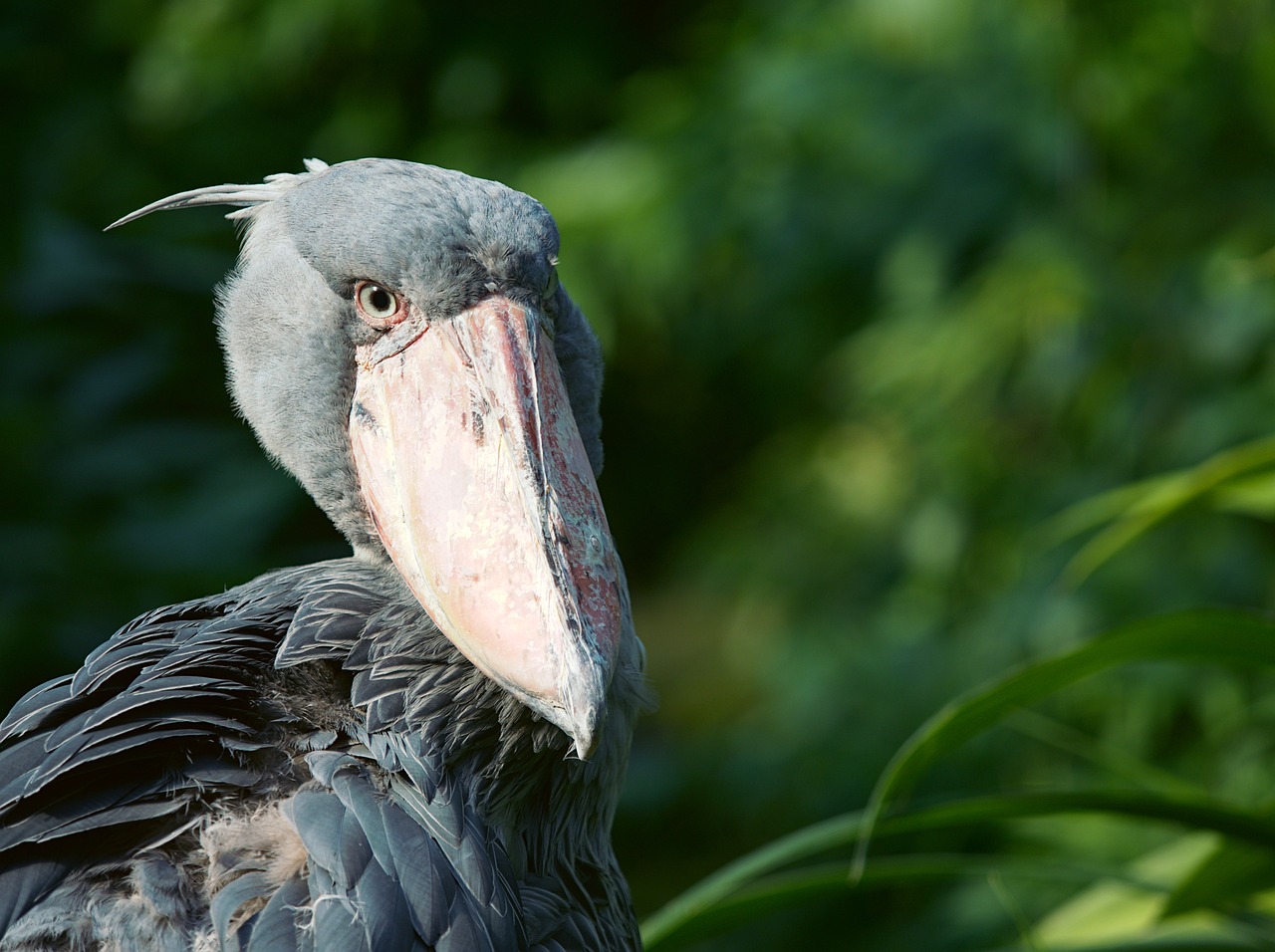 The Shoebill: African Safari Animals