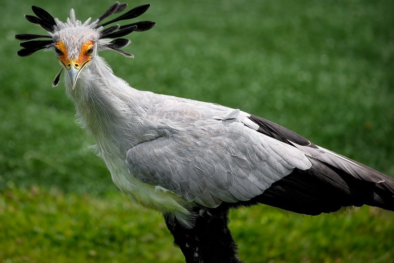 Secretary Bird: A Unique and Fascinating Raptor