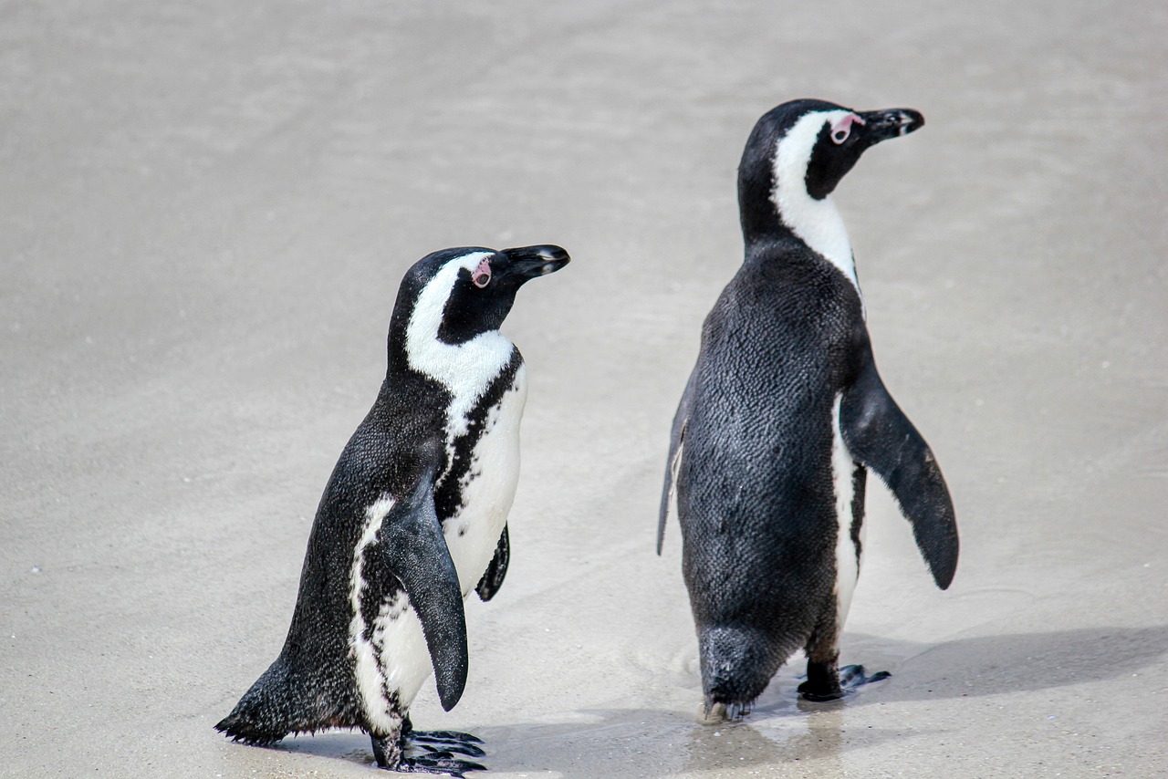 African Penguin: A Charming and Charismatic Bird