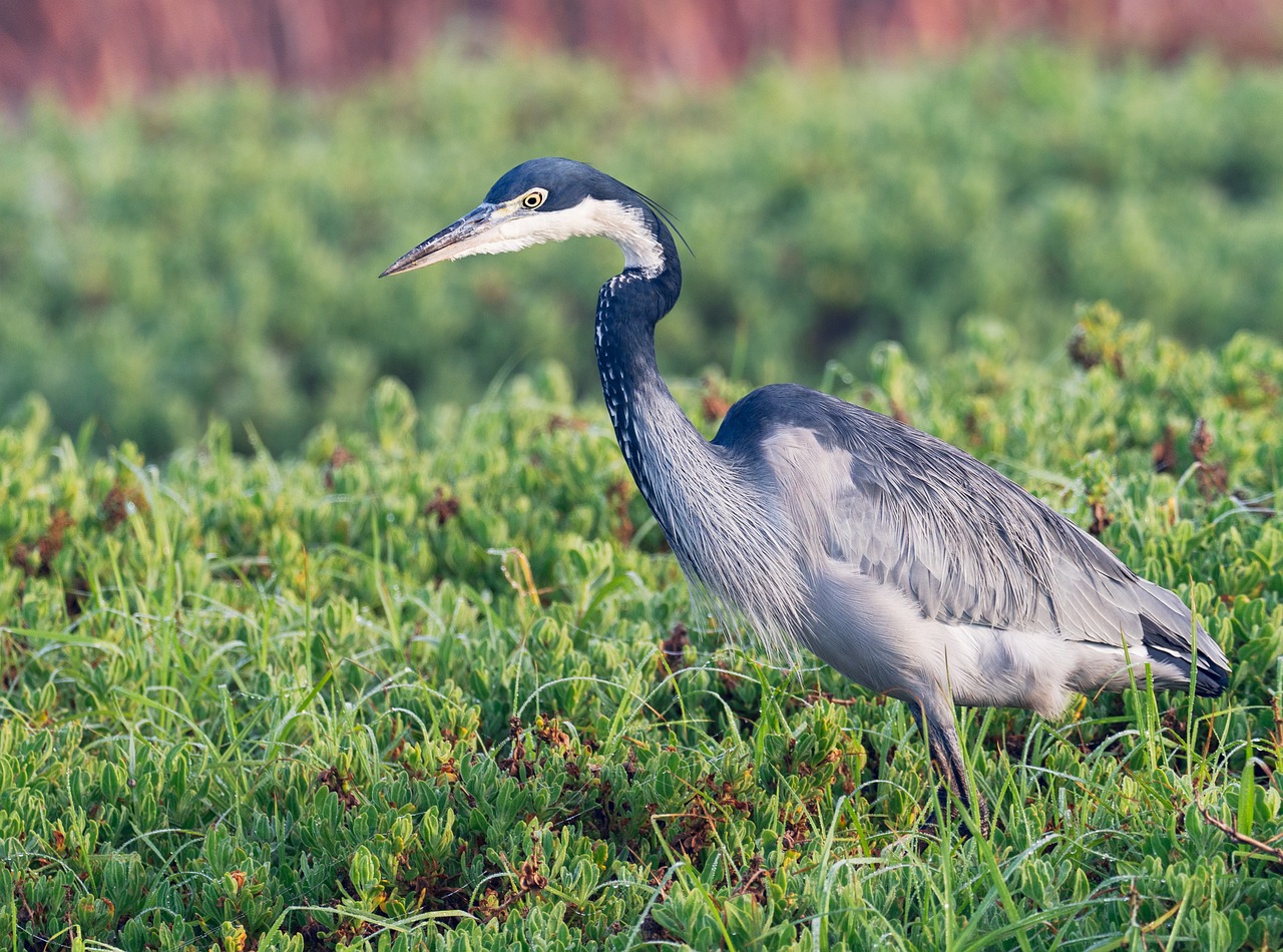 black-headed gonolek