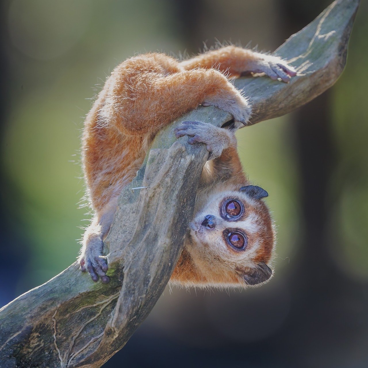 Bushbaby: A Nocturnal Primate with Incredible Jumping Abilities