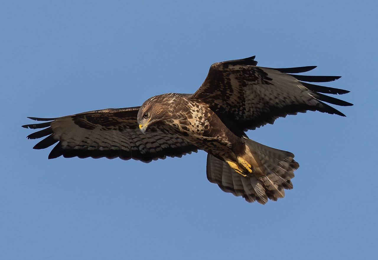 augur buzzard