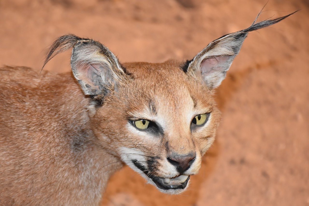 Caracal: A Medium-Sized Wild Cat with Exceptional Hunting Abilities