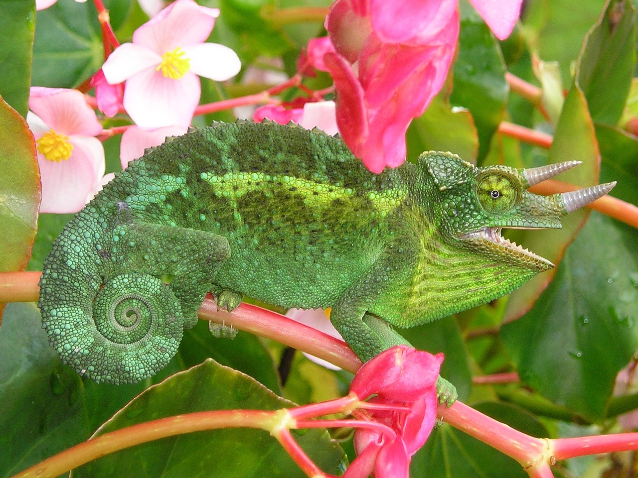 three-horned chameleon