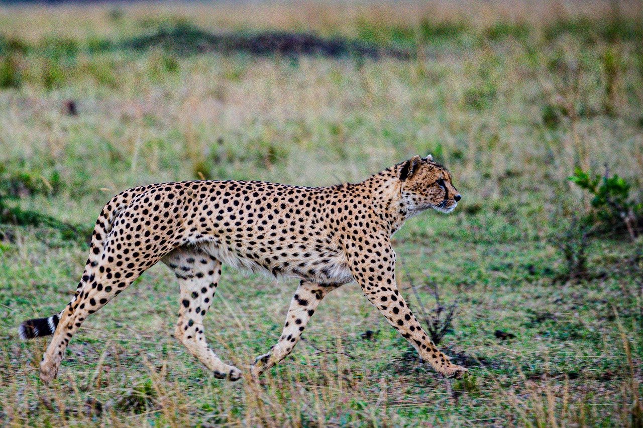 Nairobi Cheetah 