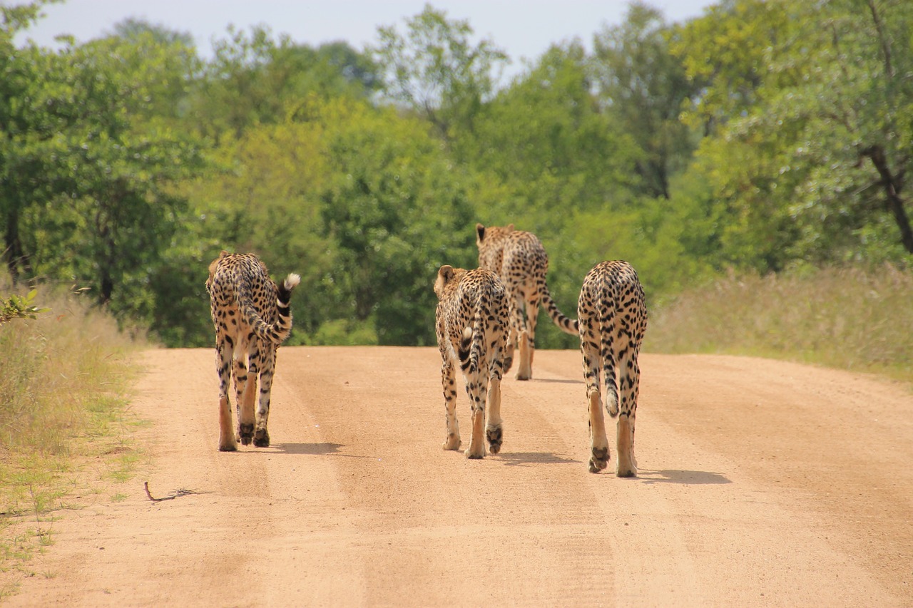 Best Safari in Africa 