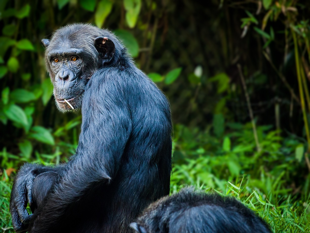 Kibale Forest National Park