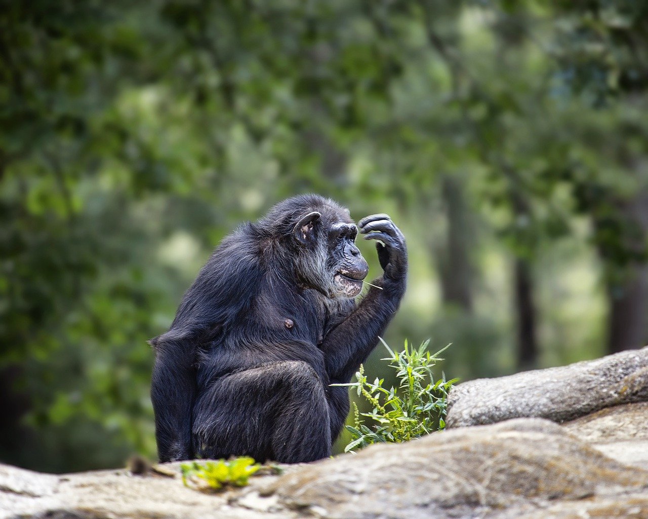 Kibale Forest National Park