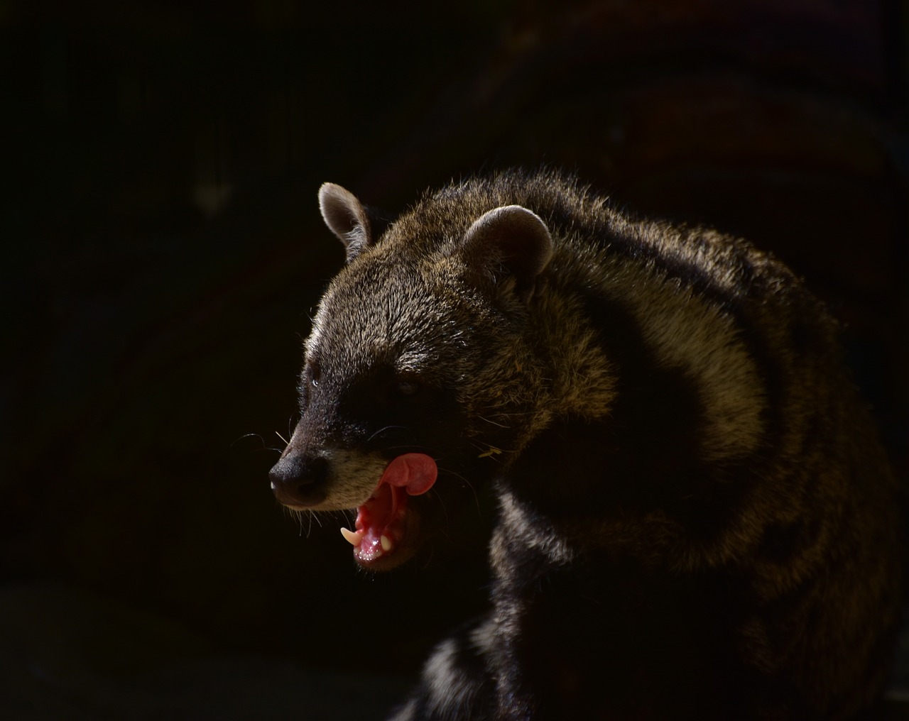 Civet: A Slender and Elusive Mammal with a Distinctive Scent