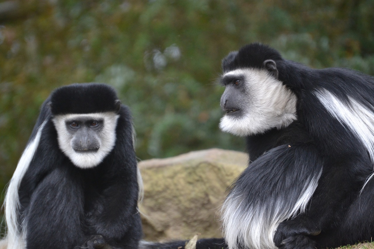 Rwenzori colobus monkeys