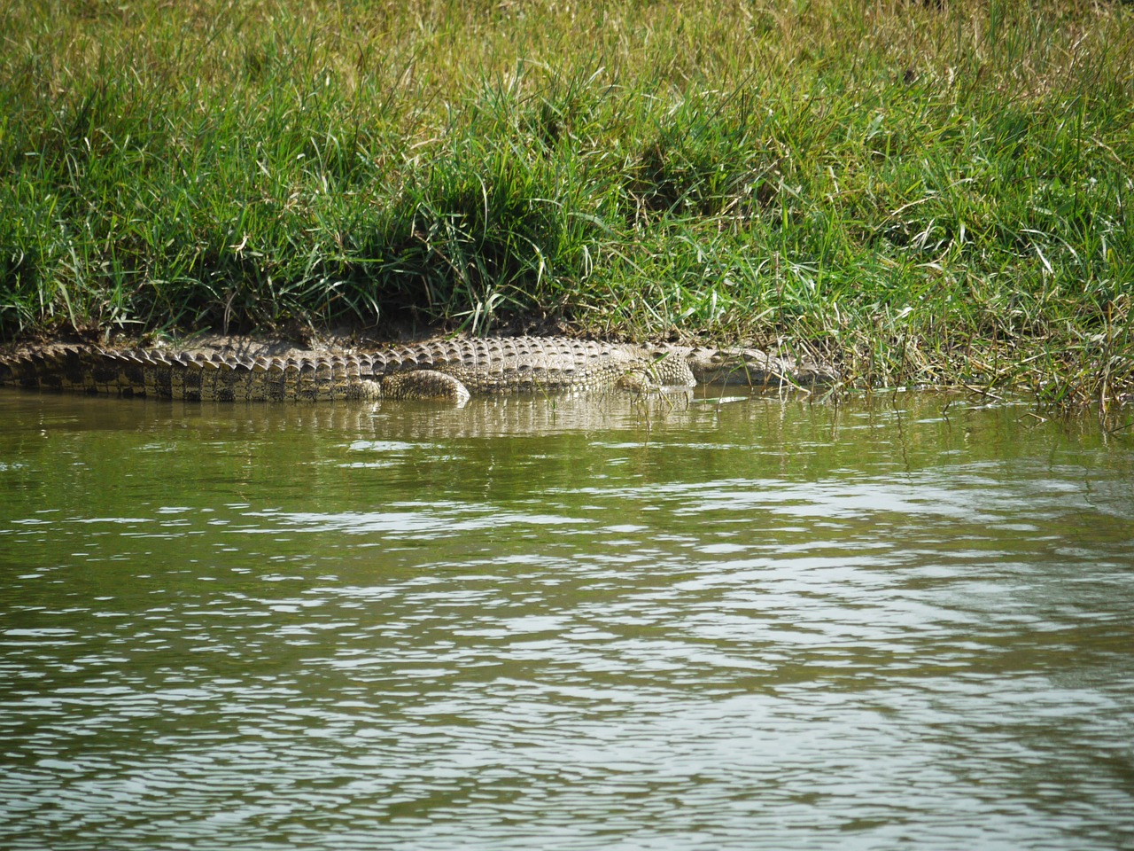 Nile Crocodiles