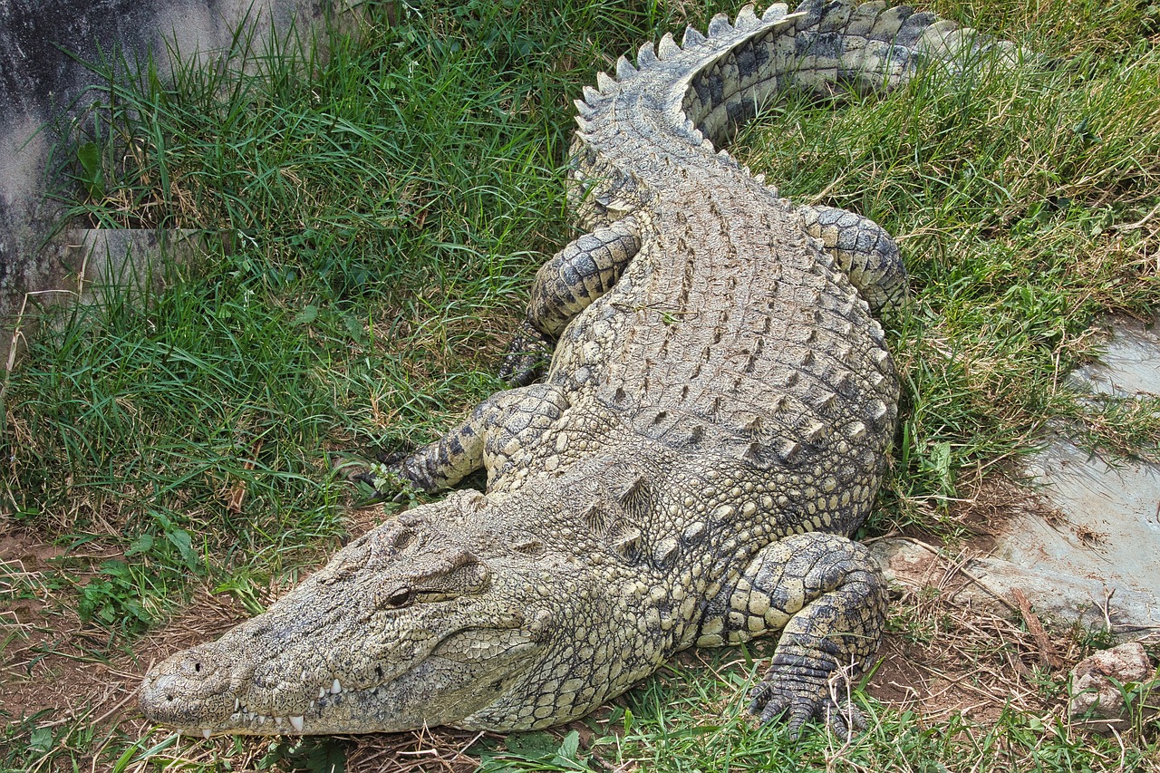 Nile Crocodile: The Apex Predator