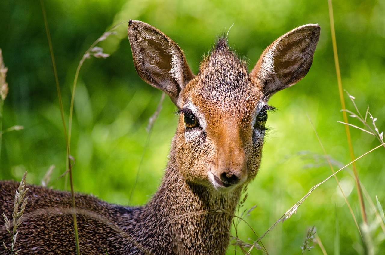 Dik-Dik: The Smallest Antelope Species in Africa