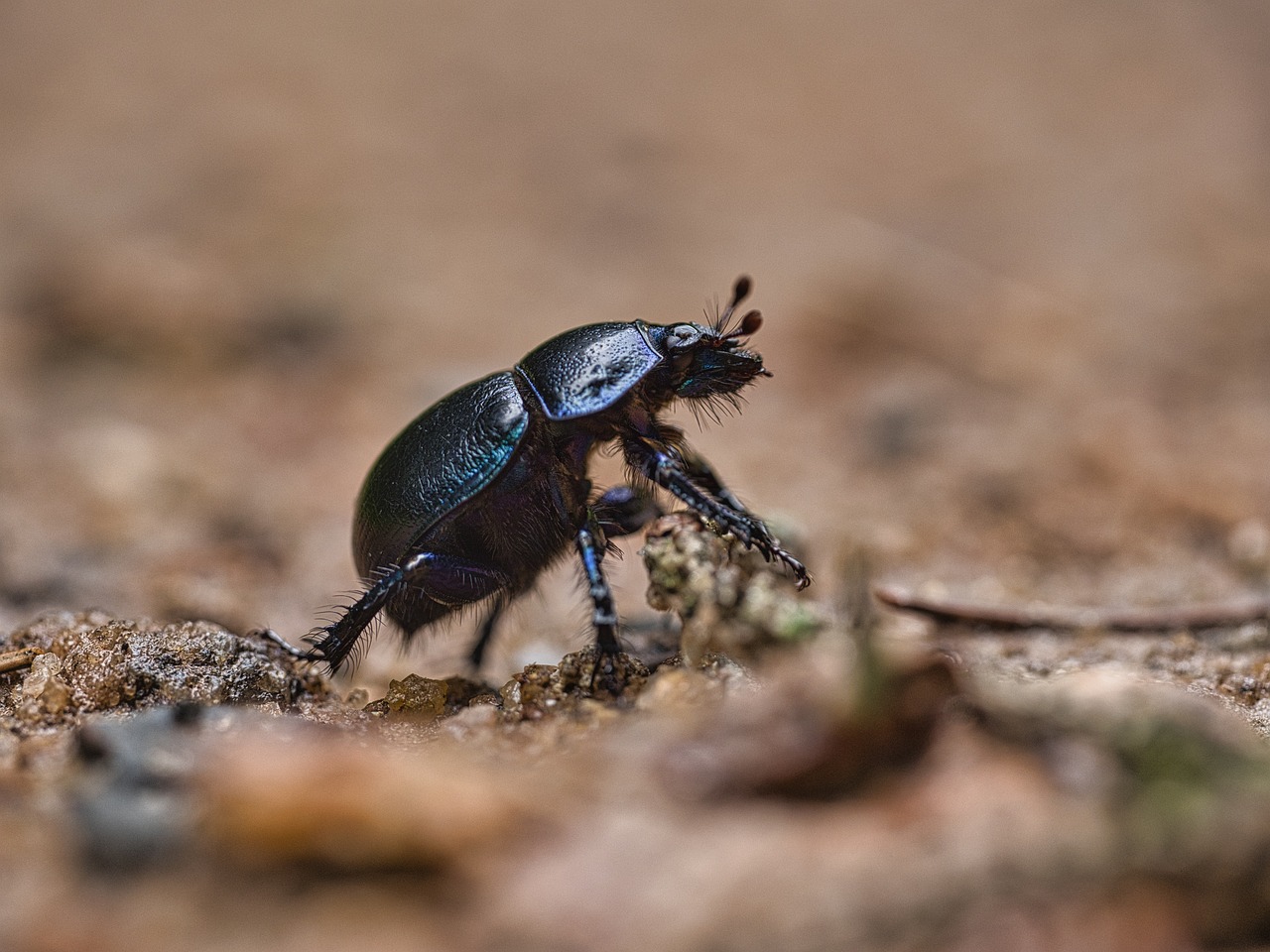 Dung Beetle: A Fascinating Insect with a Vital Role in the Ecosystem