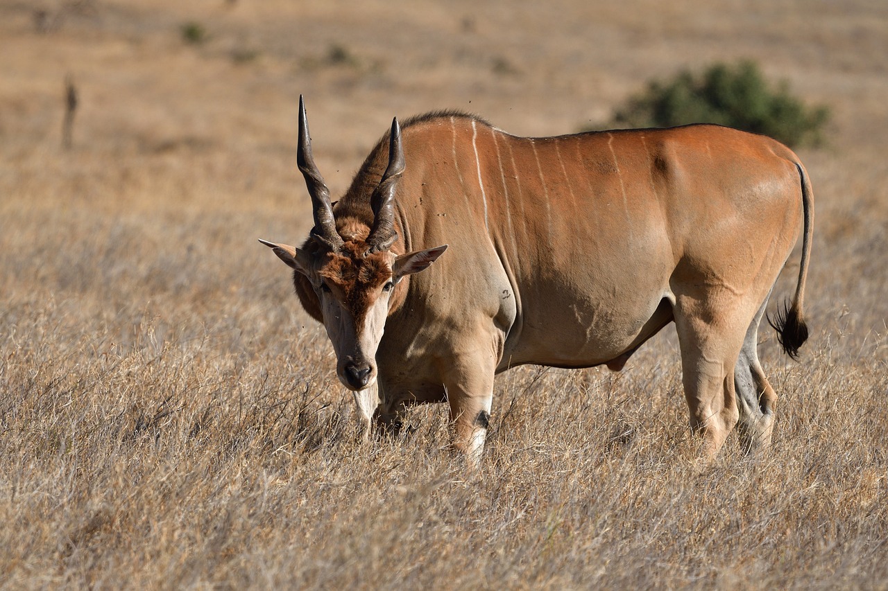 Eland: The Majestic Giant of the Savanna