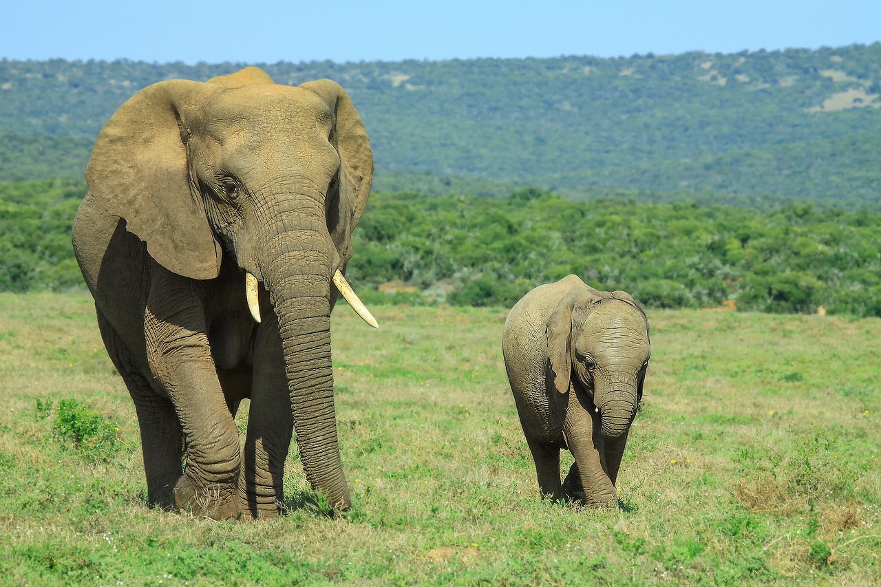 Amboseli