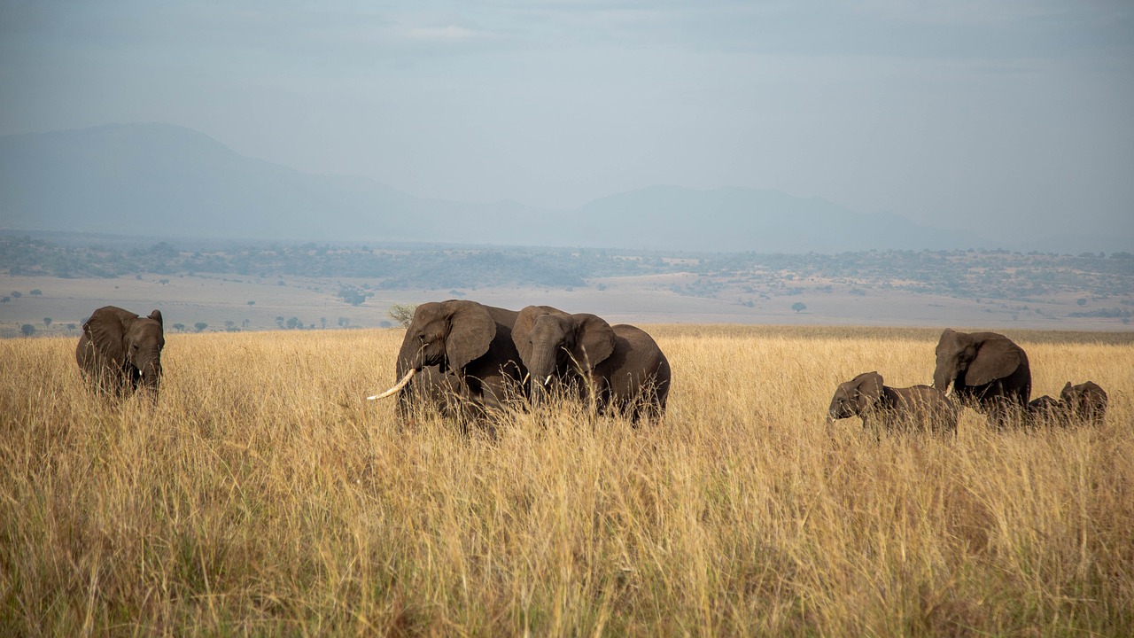 Kidepo Valley National Park