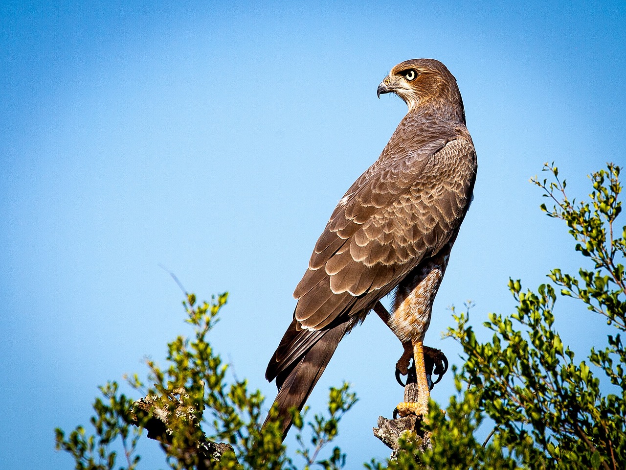 Kidepo Birdwatching 