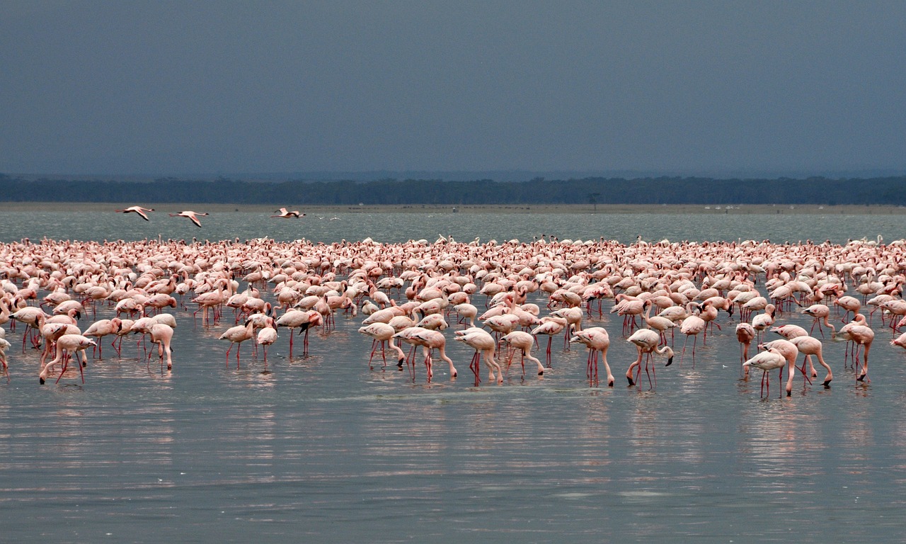 Lake Naivasha